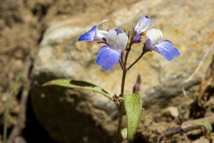 Collinsia torreyi image