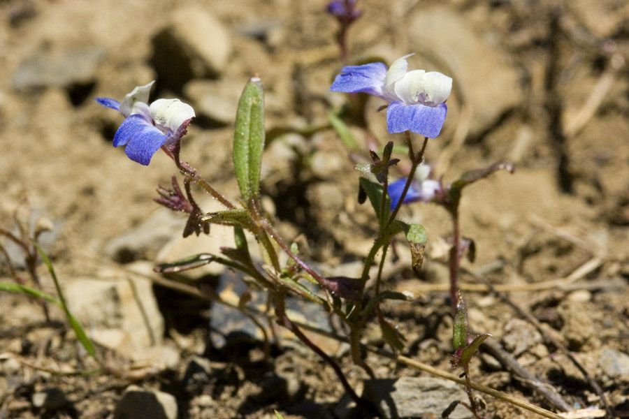 Collinsia torreyi image