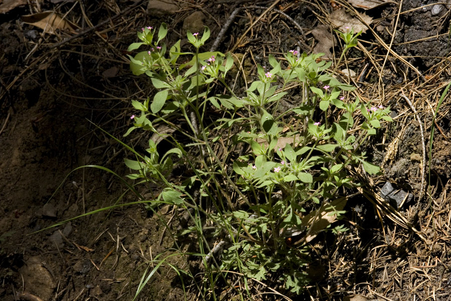 Collomia diversifolia image