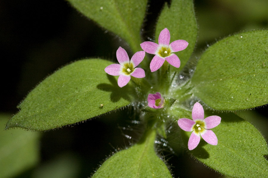 Collomia diversifolia image