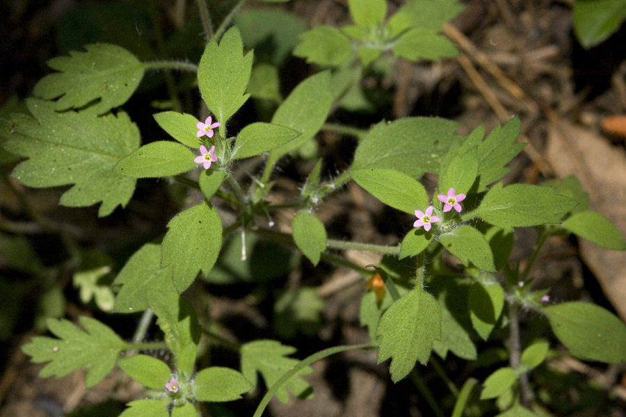 Collomia diversifolia image