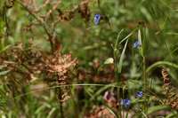 Commelina dianthifolia image