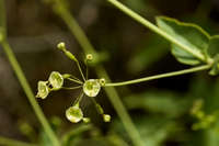 Commicarpus scandens image