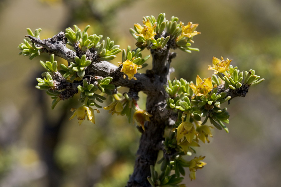 Condalia ericoides image