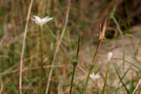 Cooperia drummondii image