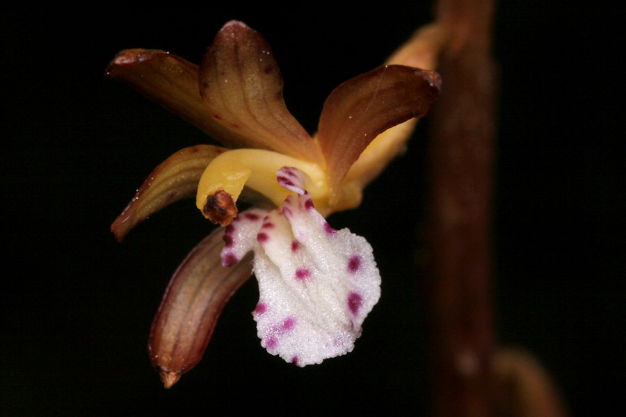 Corallorhiza maculata var. occidentalis image