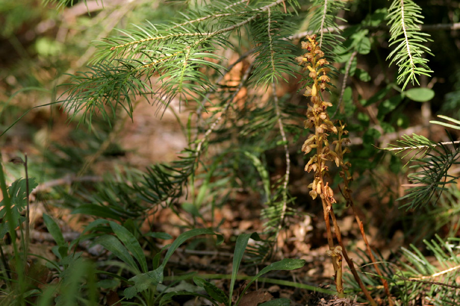 Corallorhiza striata var. vreelandii image