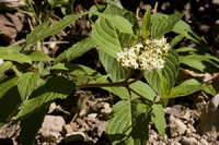 Cornus sericea subsp. sericea image