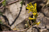 Corydalis aurea image