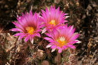 Coryphantha vivipara image