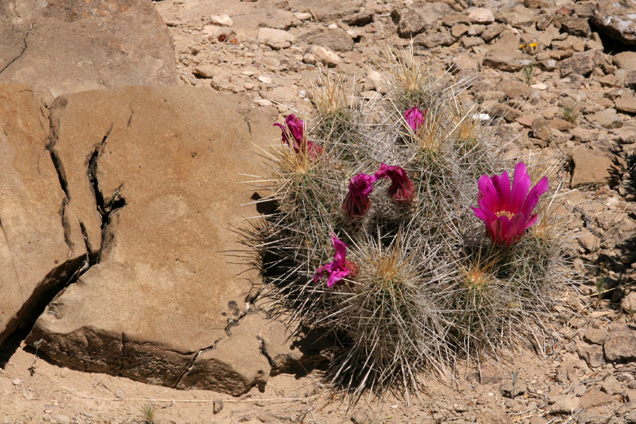 Echinocereus stramineus image