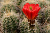 Echinocereus triglochidiatus image