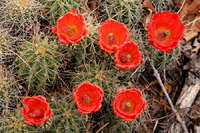 Echinocereus triglochidiatus image