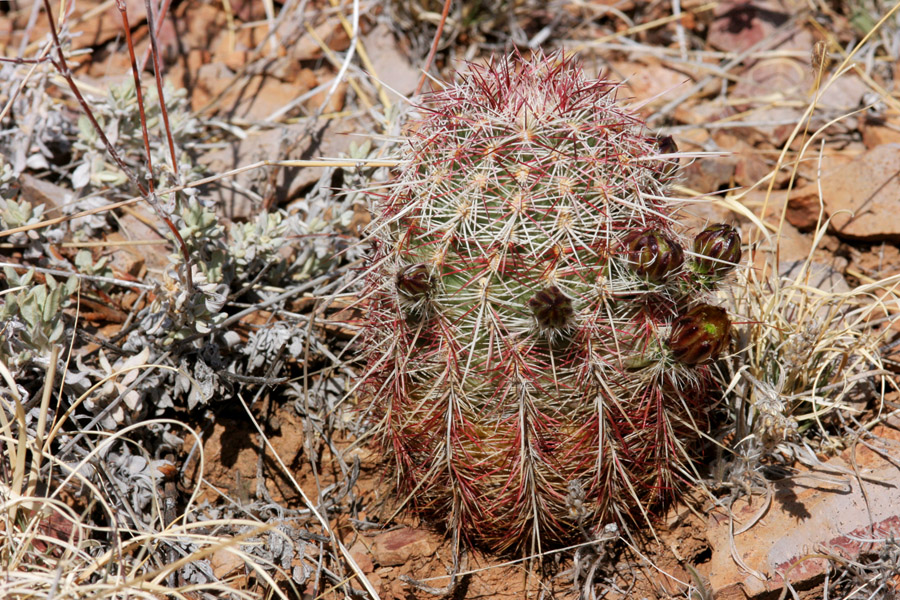 Echinocereus viridiflorus var. cylindricus image