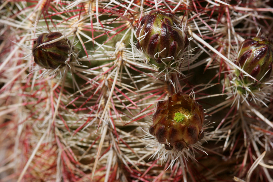 Echinocereus viridiflorus var. cylindricus image