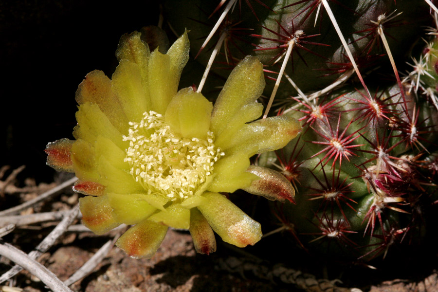 Echinocereus viridiflorus var. viridiflorus image