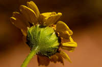 Encelia frutescens image