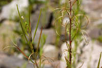 Epilobium ciliatum image