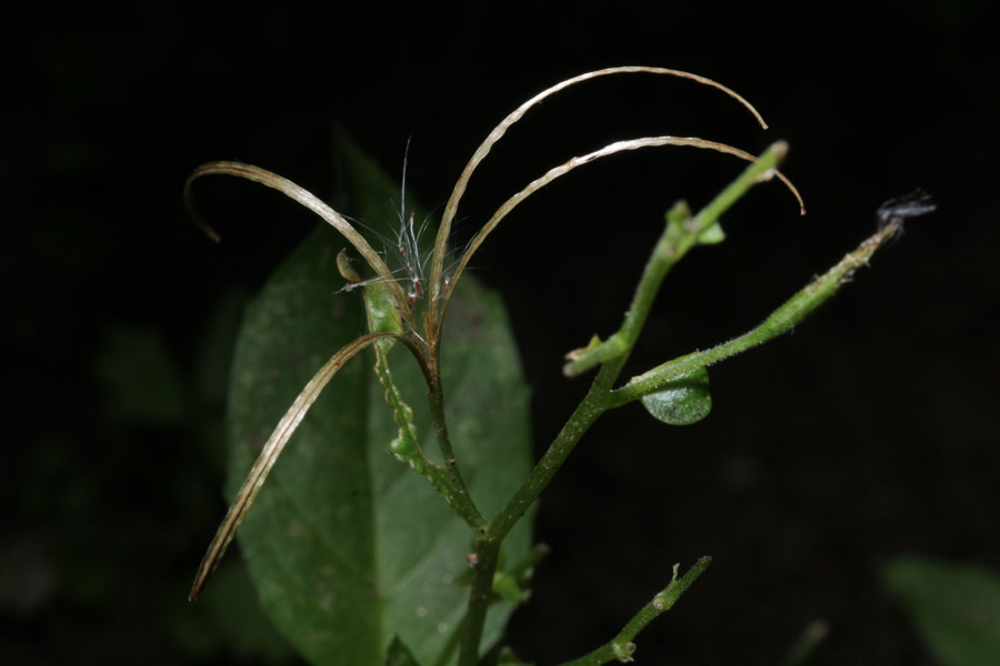 Epilobium glaberrimum var. fastigiatum image