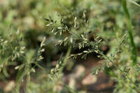 Eragrostis cilianensis image