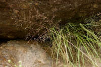 Image of Eragrostis intermedia