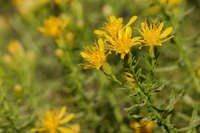 Ericameria laricifolia image