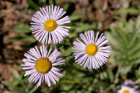 Erigeron formosissimus image