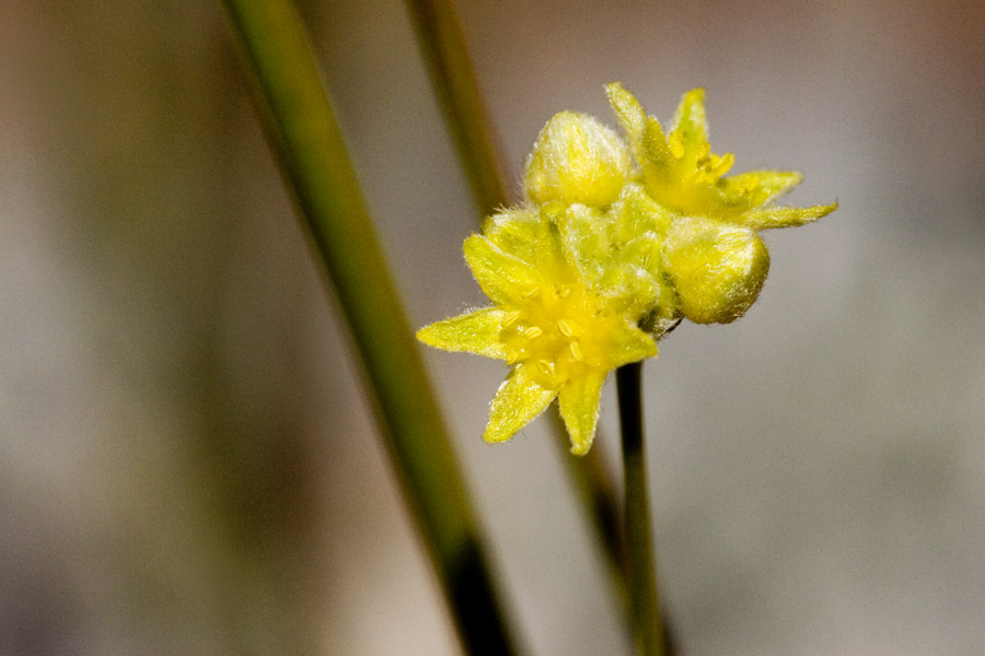 Eriogonum havardii image