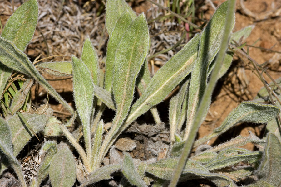 Eriogonum hieracifolium image