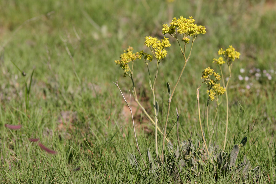 Eriogonum hieracifolium image