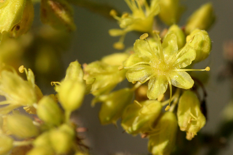 Eriogonum hieracifolium image