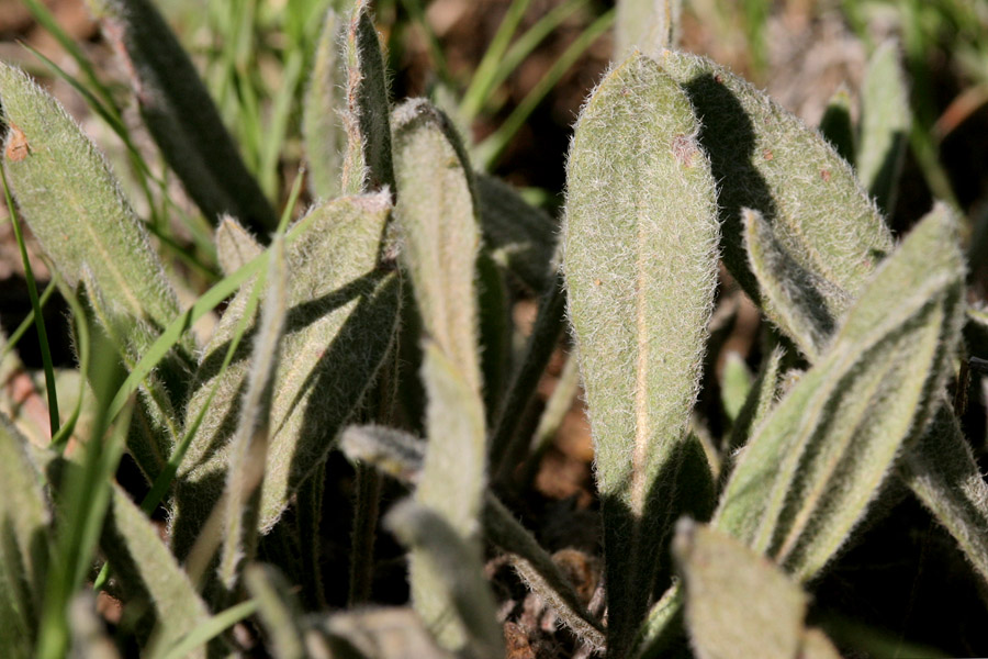 Eriogonum hieracifolium image