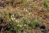 Eriogonum jamesii image