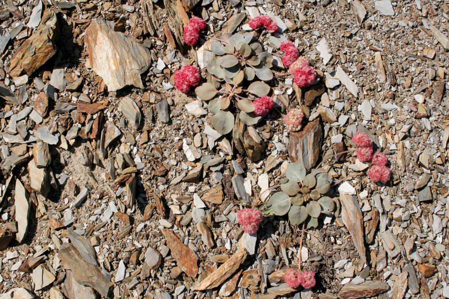 Eriogonum lobbii image
