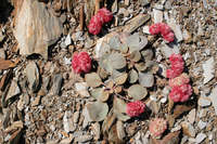 Eriogonum lobbii image