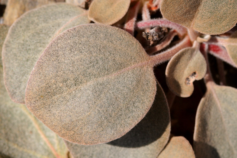 Eriogonum lobbii image