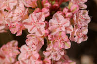 Eriogonum lobbii image