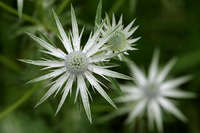 Eryngium heterophyllum image