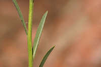 Erysimum capitatum image