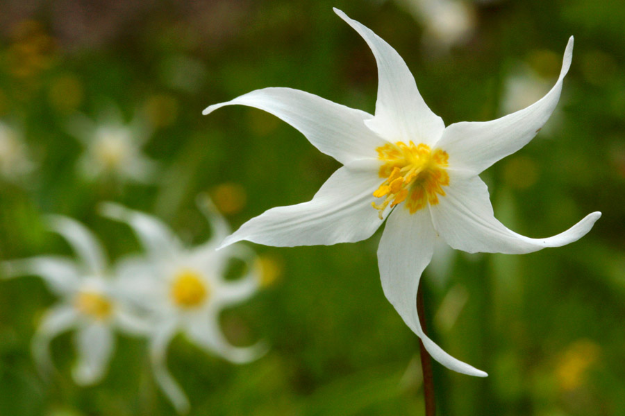 Erythronium montanum image