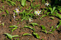 Erythronium montanum image