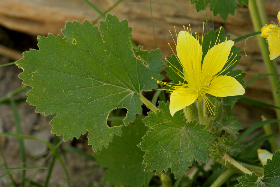 Eucnide bartonioides image