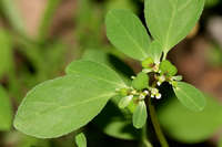 Euphorbia bifurcata image