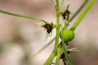 Image of Euphorbia hexagonoides