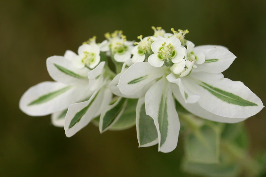 Euphorbia marginata image