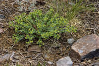 Image of Euphorbia palmeri