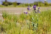 Eustoma exaltatum image