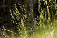 Festuca thurberi image