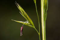 Festuca thurberi image