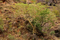 Ficus petiolaris image